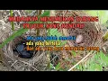 Download Lagu Cara mencari sarang trucukan yang rendah/pendek