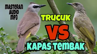 trucuk vs kapas tembak masteran burung sultan mp3
