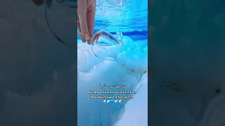 عينا فيها تسمى سلسبيلا Quran  عينا فيها تسمى سلسبيلا Quran