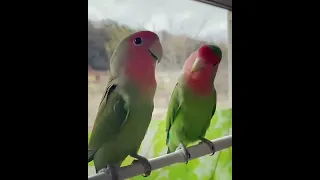 اصوات طيور تغريده بغباء الروز                        دندنها