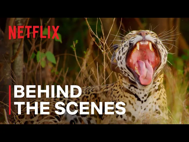 Jaguar Rewilding [Subtitled]