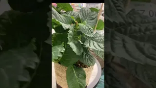 Planted This 7 Gift Hydrangea From Walmart Outside Zone 10a