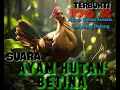 Download Lagu Suara ayam hutan betina memanggil jantan