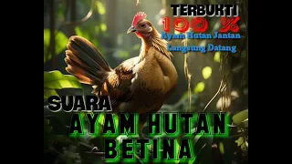 suara ayam hutan betina memanggil jantan