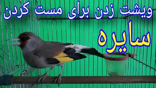 ویشت زدن سایره برای مست کردن سایره                                                             دندنها