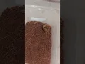 Download Lagu How Hungry is This Centipede? Watch It Devour Everything in Its Path! #HungryCentipede #NomNomNom