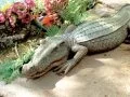 Toscano Garden Statues Gargoyles Bigfoot and Meerkats oh my
