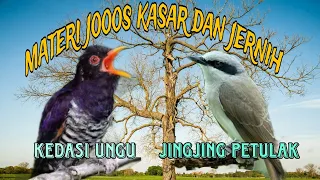 masteran burung lombahan paling efektif ungu violet dan jingjing petulak