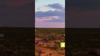 شيلة مدري بكئ حلم كلمات مساعد الرشيدي أداء عوض زعل  شيلة مدري بكئ حلم كلمات مساعد الرشيدي أداء عوض زعل