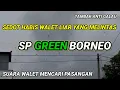 Download Lagu SP GREEN BORNEO. Suara walet mencari pasangan. Responnya Alhamdulillah. suara walet anti galau