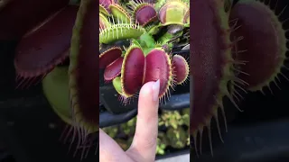    نبات لاحم دندنها