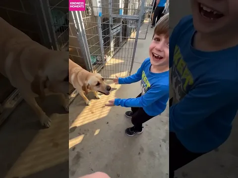 kindness dog 🐶 instant shelter adoption moment #kindness #rescuedog #shorts