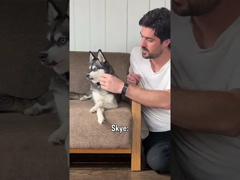 One says “please don’t”. The other says “DOG DAMN IT, PET ME” 😅🤣😭