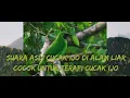 Download Lagu SUARA ASLI CUCAK IJO DI ALAM LIAR COCOK UNTUK TERAPI CUCAK IJO MACET