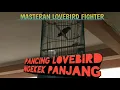 Download Lagu MASTERAN LOVEBIRD FIGHTER NGEKEK PANJANG | MP3 1 JAM