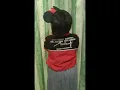 Download Lagu parikan/jula juli surabaya