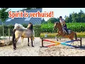 Download Lagu Waarom is Spirit WEG? \u0026 SPRINGEN met Marley!