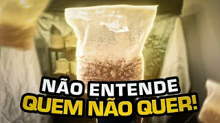 SUBSTRATO para CULTIVO DE COGUMELOS: quais as etapas para preparar?