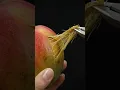 Mango Amazing Mango Anatomy Satisfying Close-Up Fresh Fruit Facts
