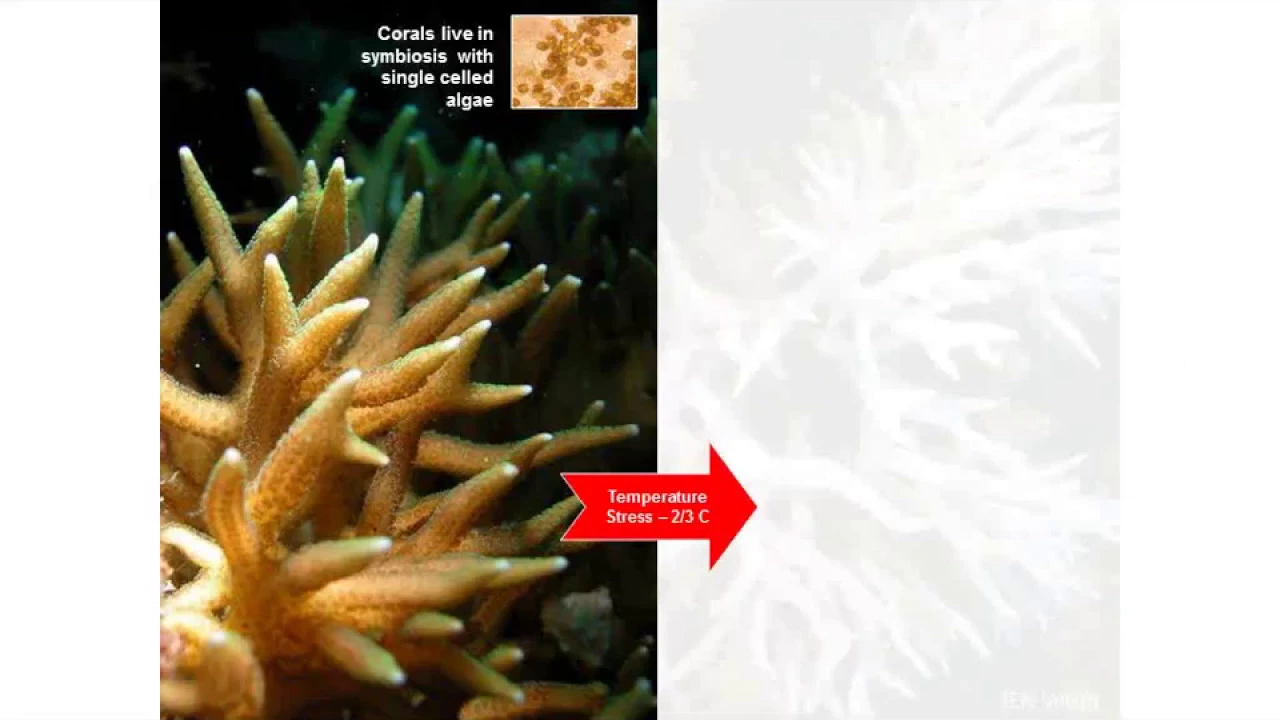 Coral conservation genetics in a changing climate