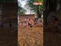 Download Lagu Kushti Practice। Techniques। Move। Wrestling Youtube Shorts। Pahalwan Status