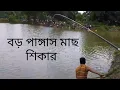 Download Lagu টিকেট পুকুর থেকে বড় পাঙ্গাস মাছ হিট #fish #fishing #nature #trending #vlog