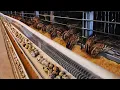 How Quail Farm Make Million Eggs and Meat - Inside Modern Quail Farm