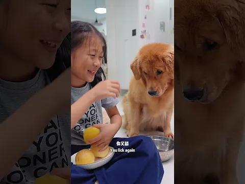 Dog: You’re the pig😂狗：你才是猪！ #dog #pets #goldenretriever