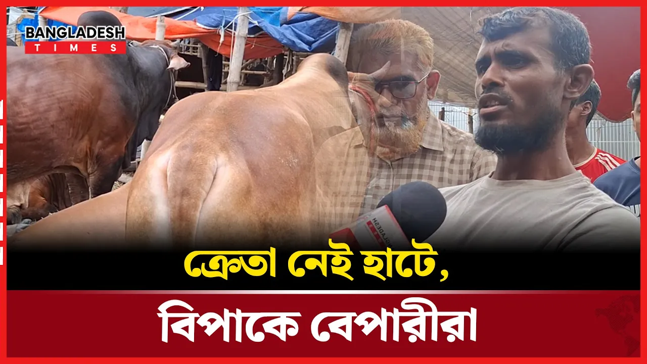 ছোট-মাঝারি গরুর চাহিদা বেশি, দাম কম বড় গরুর|