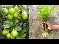 Download Lagu How to propagate lemon tree from cuttings || lemon tree cuttings easy method