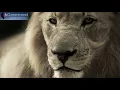 Download Lagu 8 Hours Long Focus Music for Work - Concentration Music, Memory Music, Binaural Beats Focus Music