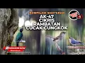 Download Lagu 🔴Kompilasi Masteran Burung Kecil Rambatan Ciblek Kristal Gacor vs Cucak Cungkok Isian Kasar