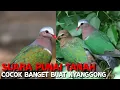 Download Lagu suara pikat burung punai tanah / tekukur hijau