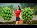 Download Lagu Harvesting avocados from the mountain garden to sell at the rural market