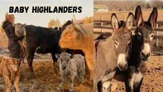 farm update 15 new animals baby highlanders