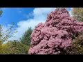 Whitney Garden & Nursery in Cinematic 4K, those blooms! The spring colors are out of control!