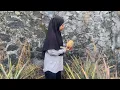 Download Lagu Petik Nanas di Kebun, Buat Lutisan dan Es Nanas