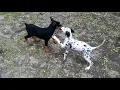 Doberman and dalmatian