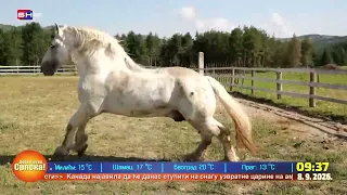 U selu Caričina, porodica Selek se uspješno bavi stočarstvom, a njihova posebna ljubav su konji
