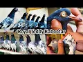 Download Lagu Royal Teddy Kabootar Breeding Setup | Super Quality Of Royal Teddy Pigeons | Original Royal Teddy