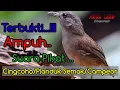 Download Lagu Suara Pikat Burung Planduk Semak,campeor,cingcoho. v.2.0
