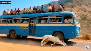 Divine Intervention: The Miracle of the Sacred Cow That Averted Disaster