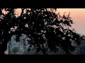 A flock of geese flying (Music: "Don't get any Closer" by Eluvium)