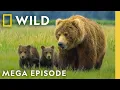 Deadly Treks for Survival Incredible Animal Journeys MEGA Episode Nat Geo Animals