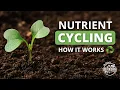 Nutrient Cycling Soil Food Web School