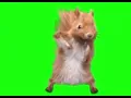 Squirrel Dance Green Screen
