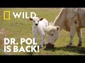 A New Season The Incredible Dr Pol National Geographic WILD UK