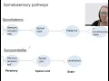 12 5 Sensory pathways