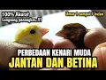 Download Lagu PERBEDAAN KENARI JANTAN DAN BETINA MUDA/PAUD Sangat Akurat sekali‼️