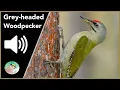 Download Lagu Grey-headed Woodpecker - Sounds